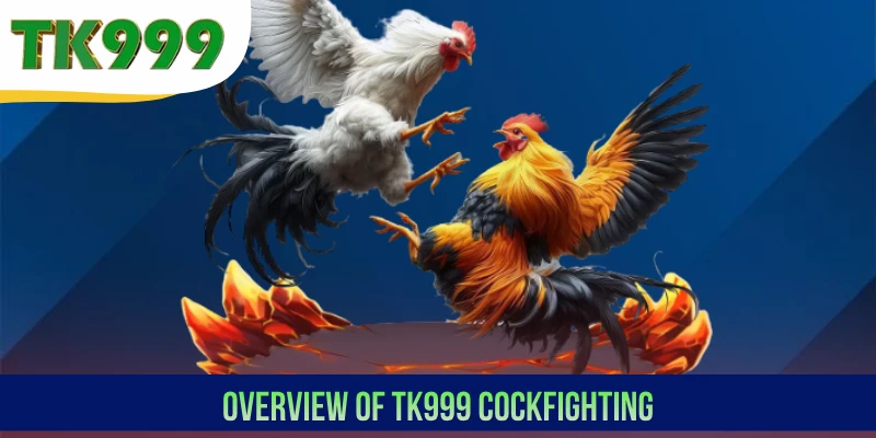 Overview of TK999 Cockfighting