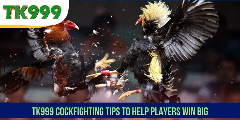 TK999 Cockfighting tips to help players win big